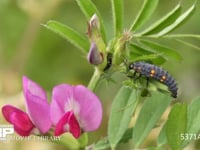 ナナホシテントウ4齢幼虫、アブラムシを食べる 