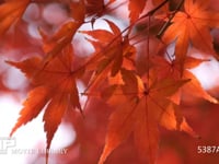 紅葉 風に揺れる色付いたもみじの葉っぱ