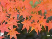 紅葉 風に揺れる色付いたもみじの葉っぱ