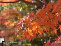 紅葉 風に揺れる色付いたもみじの葉っぱ