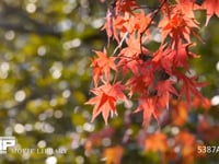 紅葉 風に揺れる色付いたもみじの葉っぱ