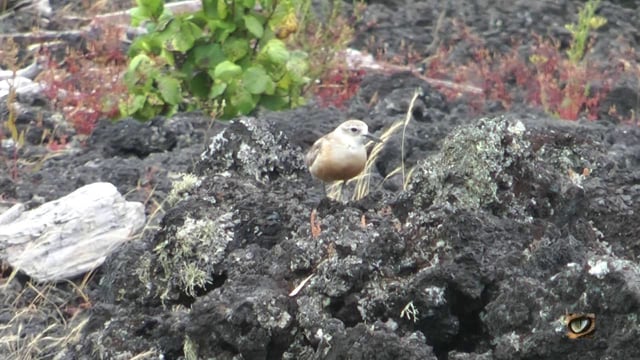 New Zealand Dotterel / Tuturiwhatu (Charadrius obscurus aquilonius,  Charadriidae: Plovers, Dotterels and Lapwings)