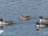 オナガガモ　♂と♀ 