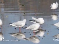 ユリカモメ　羽づくろい 