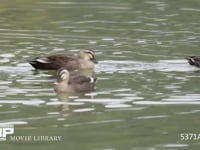 カルガモ 水浴びをし羽ばたく（羽ばたいて付着した水を切る）