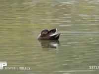 カルガモ 泳ぎながら羽づくろいをする（間に水浴びをする）