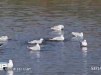 ユリカモメ　水浴び 