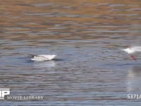 ユリカモメ　水浴び 右：成鳥　左：若鳥