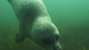 Hungry Point Harbor Seals, Fishers Island NY
