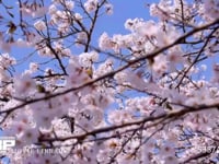 桜（ソメイヨシノ）　ドリー撮影 電動ドリーによるスムーズな横移動　60fps　サンプル動画は30fps