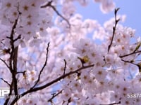 桜（ソメイヨシノ）　ドリー撮影 電動ドリーによるスムーズな横移動　60fps　サンプル動画は30fps