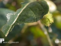 イラガの幼虫　微速度撮影 柿の葉を食べるイラガの幼虫