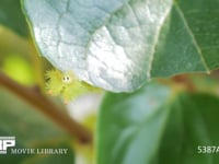 イラガの幼虫　微速度撮影 柿の葉を食べるイラガの幼虫