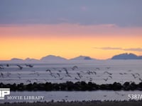 夕焼けとカモメの群れ 瀬戸内海の夕暮れ風景　60fps　サンプル動画は30fps