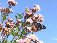 アサギマダラとフジバカマ 秋の七草キク科フジバカマの蜜を吸う長距離を移動する蝶　