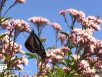 アサギマダラとフジバカマ 秋の七草キク科フジバカマの蜜を吸う長距離を移動する蝶　