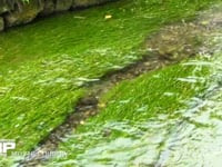 醒ヶ井の地蔵川　清流の水中に咲く梅花藻 湧水に夏に可憐でかわいらしい花を咲かせる水性植物