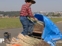 脱穀 緑米の稲を足踏み式の脱穀機で脱穀する