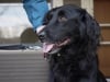 OPB RADIO TV AD - Dog Walk