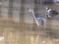 アオサギ 池で小魚を捕え食べる