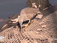 アカガシラサギ 池の縁で餌を探す