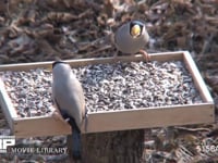 イカル 餌台のヒマワリの種を食べる