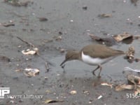 イソシギ 干潟でカニを捕えて食べる