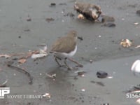 イソシギ 干潟でカニを捕えて食べる