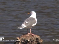 オオセグロカモメ 岩の上で休み、飛び立つ