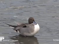 オナガガモ♂ 頭かき