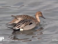 オナガガモ♂♀ 水中の餌をとる