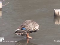 カルガモ 羽づくろい、羽を伸ばす