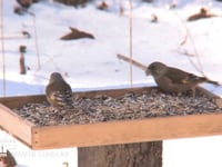 カワラヒワ 餌台のヒマワリの種を食べる