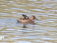 コガモ♀ 羽を傷つけた