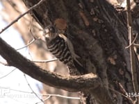 コゲラ 巣穴を掘る、途中で♂♀交代する