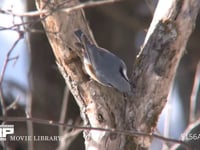 ゴジュウカラ 幹をつつく