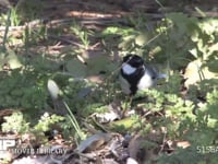 シジュウカラ 地上で餌を探す