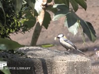 シジュウカラ 門柱に作った巣に餌を運ぶ