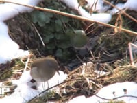 シロハラ 積もった葉の下の餌を探す