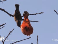 スズメ カキの実を食べる