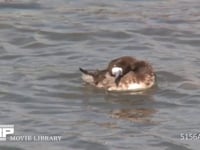 スズガモ♀ 羽づくろい