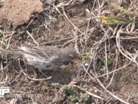 タヒバリ 畑の法面で餌を探す