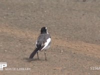 ハクセキレイ 地上で餌を探す