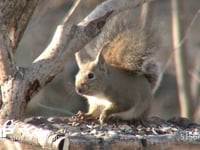 ニホンリス 小鳥の餌台に乗りヒマワリの種を食べる