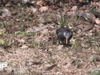 ムクドリ 地上で餌を探す