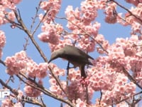 ヒヨドリ サクラの花の蜜を吸う