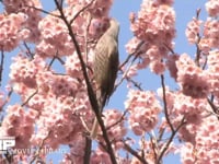 ヒヨドリ サクラの花の蜜を吸う