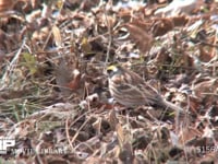 ミヤマホオジロ 地上で餌を探す