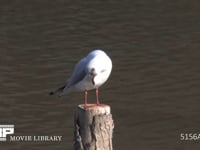 ユリカモメ 羽づくろい