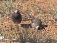 ムクドリ 二羽で餌を探す